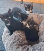 Kittens, Dieren en Toebehoren, Katten en Kittens | Overige Katten, Meerdere dieren, Kortharig, 0 tot 2 jaar