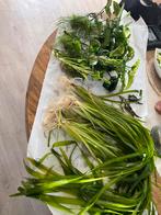 Valisneria-anubias-groot, Ophalen of Verzenden, Zo goed als nieuw, Plant(en), Steen of Hout