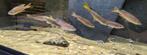 Cyprichromis Leptosoma Kitumba/ Moba - Tanganyika, Dieren en Toebehoren, Vissen | Aquariumvissen, Vis