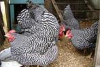 Trio Amrock, Dieren en Toebehoren, Pluimvee, Meerdere dieren, Kip