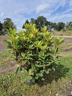 Forse Red Jack Rhodondendron struiken, Ophalen of Verzenden, Rhododendron, Struik, Minder dan 100 cm