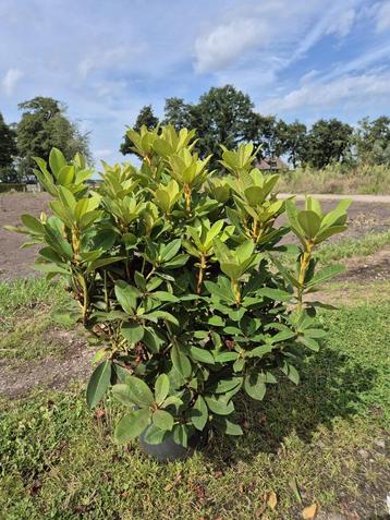 Forse Red Jack Rhodondendron struiken beschikbaar voor biedingen