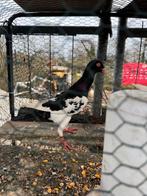 Te koop, Dieren en Toebehoren, Mannelijk, Postduif