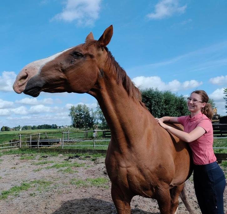 Bijrijdster/verzorgster aangeboden, Dieren en Toebehoren, Paarden en Pony's | Verzorgingsproducten, Ophalen of Verzenden
