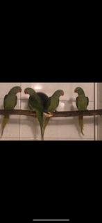 Grote Alexanders split lutino, Dieren en Toebehoren, Vogels | Parkieten en Papegaaien, Mannelijk, Parkiet, Geringd