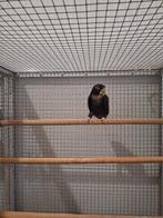 Bronsvleugel pionus man., Dieren en Toebehoren, Vogels | Parkieten en Papegaaien, Mannelijk, Parkiet, Geringd