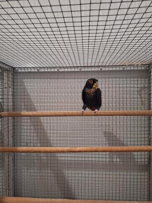 Bronsvleugel pionus man., Dieren en Toebehoren, Vogels | Parkieten en Papegaaien, Parkiet, Mannelijk, Geringd