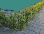 GRATIS HAAG 16M 16 heg erfafscheiding Liguster WINTERHARD, Tuin en Terras, Planten | Struiken en Hagen, Ophalen, Liguster, Haag