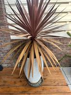 Leuke buitenplant in pot, Tuin en Terras, Bloempotten, Ophalen, Rond, Zo goed als nieuw, Aardewerk