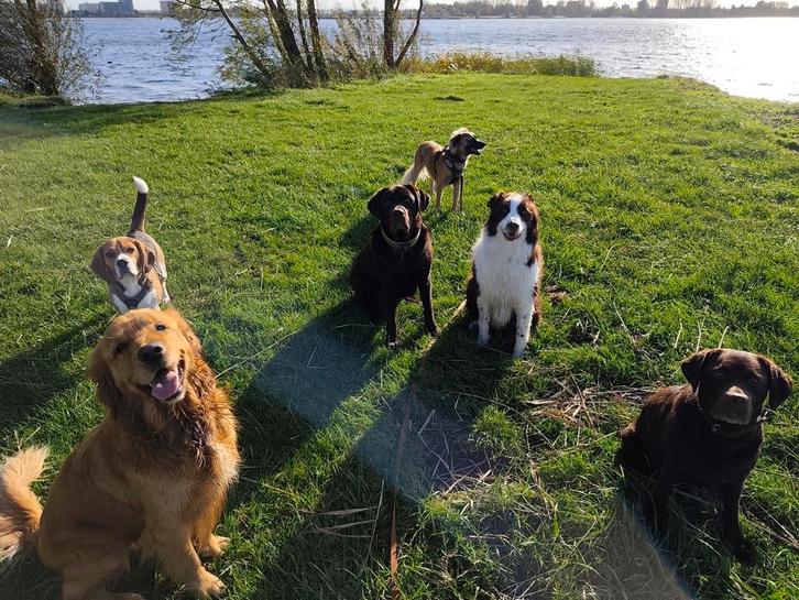 Enkele plekjes beschikbaar bij onze uitlaatservice!, Diensten en Vakmensen, Dieren | Honden | Verzorging, Oppas en Les, Uitlaatservice