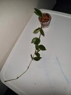 Hoya lacunosa asami wonosobo variegata, Ophalen of Verzenden, Halfschaduw, Minder dan 100 cm