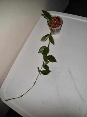 Hoya lacunosa asami wonosobo variegata  beschikbaar voor biedingen