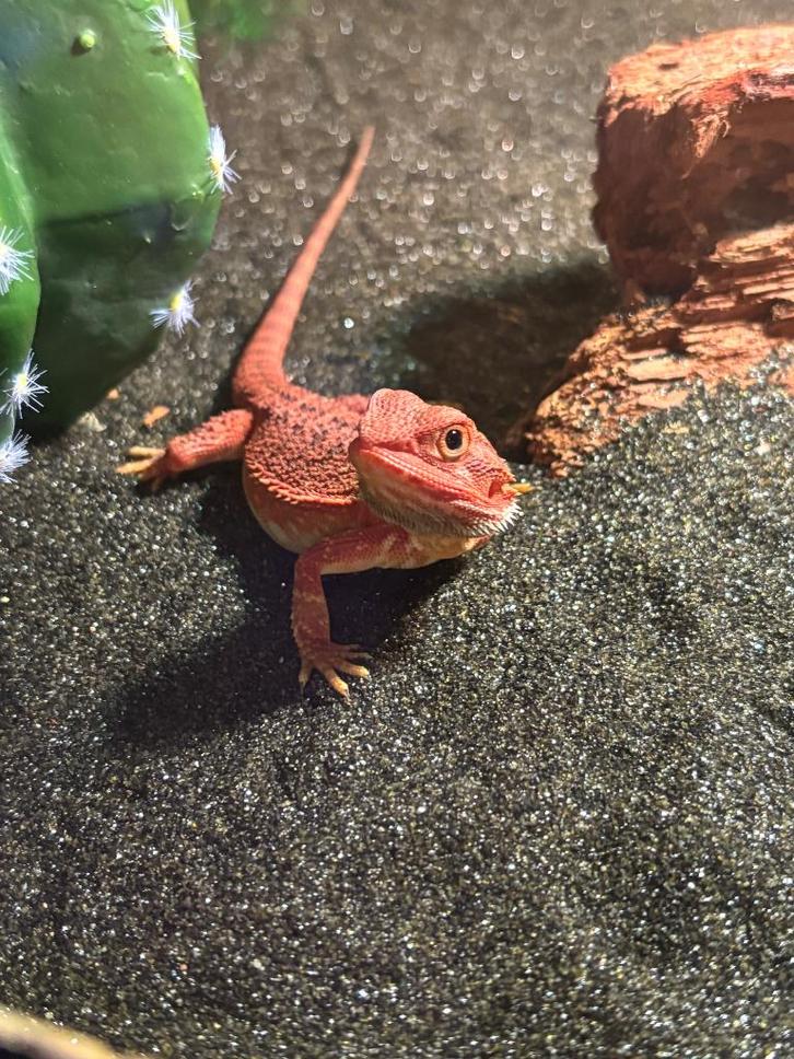 Baardagaam vrouwtje 100%  Hypo het Trans Leatherback  red