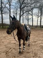 Ruiter/amazone gezocht fanatieke D pony, Dieren en Toebehoren, Ophalen of Verzenden, Nieuw, Dressuur