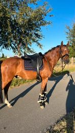 Lieve, talentvolle D-pony met goede afstamming, Dieren en Toebehoren, Pony's, Ruin, Niet van toepassing, D pony (1.37m tot 1.48m)