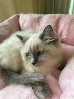 Ragdoll Blue Point kitten poesje met stamboom te koop, Dieren en Toebehoren, Katten en Kittens | Raskatten | Langhaar, Poes, Met stamboom
