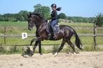 Super mooie allrounde kwpn merrie, Dieren en Toebehoren, Merrie, Gechipt, Dressuurpaard, 3 tot 6 jaar