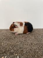 Leuke Cavia zeugjes, Dieren en Toebehoren, Vrouwelijk, Cavia, Na 1 juli 2024, Tam