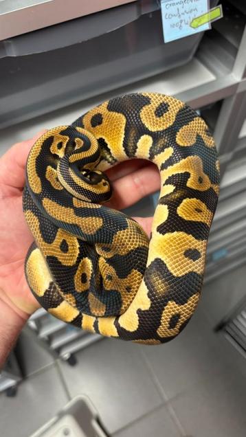 Confusion orange dream 100% het clown ball python beschikbaar voor biedingen