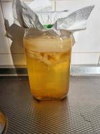 Biologische Jun scoby -kombucha, Diversen, Levensmiddelen, Ophalen of Verzenden