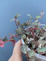 Peperomia Verticillata Red stekje, Ophalen of Verzenden, Overige soorten, Minder dan 100 cm