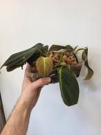 Philodendron Melanochrysum, Huis en Inrichting, Kamerplanten, Ophalen of Verzenden, Halfschaduw, Minder dan 100 cm