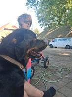 Honden opvang op de boerderij