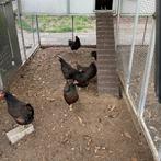 Krielkippen kippen, Dieren en Toebehoren, Pluimvee, Meerdere dieren, Kip