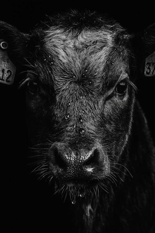 Stalling voor runderen gezocht!, Dieren en Toebehoren, Stalling en Weidegang, Stalling