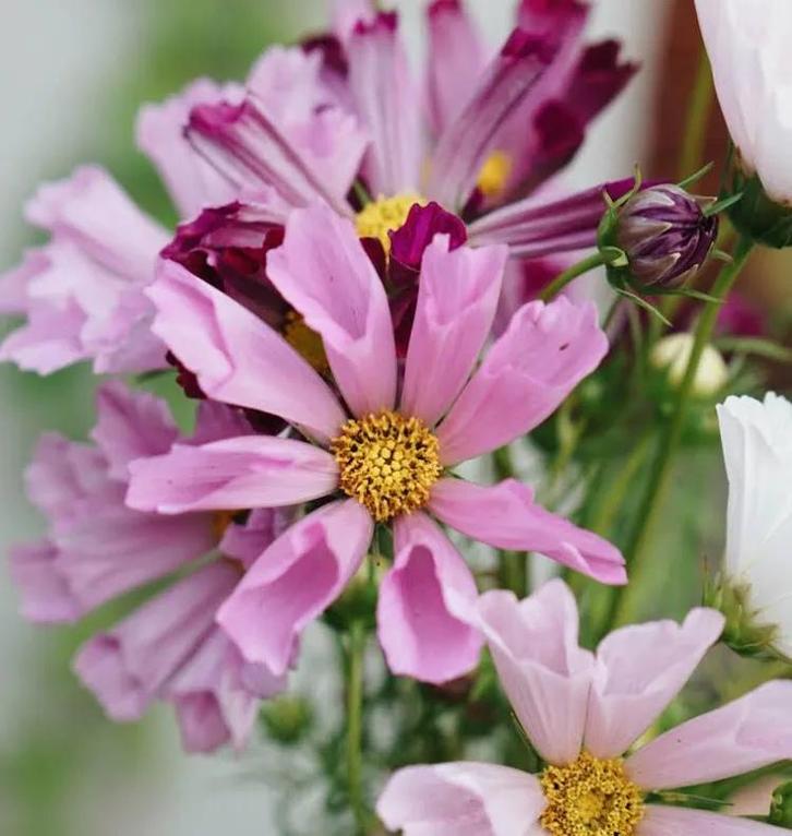 Cosmos Cosmea Shea Shell mix, Tuin en Terras, Bloembollen en Zaden, Zaad, Voorjaar, Volle zon, Ophalen of Verzenden