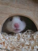 Goudhamster, Dieren en Toebehoren, Knaagdieren, Mei, Mannelijk, Hamster