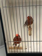 koppel rode lizards kanaries, Dieren en Toebehoren, Vogels | Kanaries, Meerdere dieren, Postuurkanarie