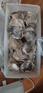 Capiz schelpen uit Bali, Ophalen of Verzenden