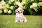 *Maltipoo pups*, Nederland, Overige rassen, 8 tot 15 weken, CDV (hondenziekte)