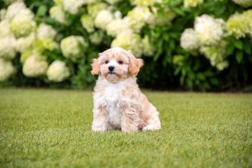 *Maltipoo pups* beschikbaar voor biedingen