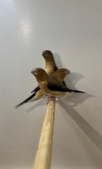 Zilverbekjes (jong), Meerdere dieren, Tropenvogel