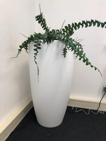 Prachtige grote en hoge witte plantenpot, kunststof van Elho beschikbaar voor biedingen