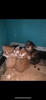 Moeder poes + Kittens, Dieren en Toebehoren, Katten en Kittens | Raskatten | Korthaar, Poes