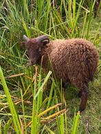 5 Ouessant rammetjes kleur bruin en zwart, Dieren en Toebehoren, Schapen, Geiten en Varkens, Mannelijk, Schaap, 0 tot 2 jaar