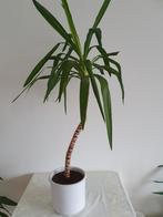 Mooie Palm Plant in gratis pot, Tuin en Terras, Ophalen