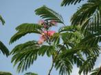 Perzische Slaapboompjes, Tuin en Terras, Planten | Bomen, Overige soorten, Minder dan 100 cm, Zomer, Ophalen