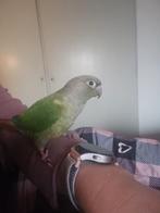 Tamme pyrrhua + kooi €150, Dieren en Toebehoren, Vogels | Parkieten en Papegaaien, Geslacht onbekend, Parkiet