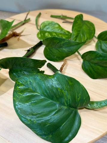 Epipremnum Jungle Star - Gewortelde stek beschikbaar voor biedingen