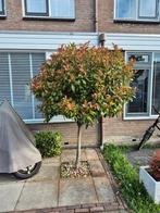 Photinia Red Robin op stam, Tuin en Terras, Ophalen