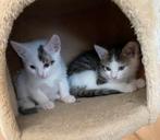 2 mooie dames kittens, Dieren en Toebehoren, Meerdere dieren, Kortharig, 0 tot 2 jaar