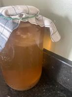 Scoby - kombucha, Ophalen of Verzenden