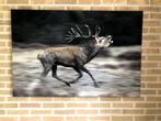 Foto rennend Edelhert canvas wanddecoratie, Ophalen of Verzenden, Zo goed als nieuw