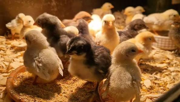 Inleg broedeieren - broedmachine te huur, Dieren en Toebehoren, Pluimvee, Kip, Geslacht onbekend