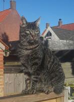 Lieve ex-kater zoekt nieuw huisje, Dieren en Toebehoren, Kater