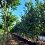 Meerstammige Amelanchier Lamarckii krentenboom in maten, Ophalen of Verzenden, Volle zon, Overige soorten
